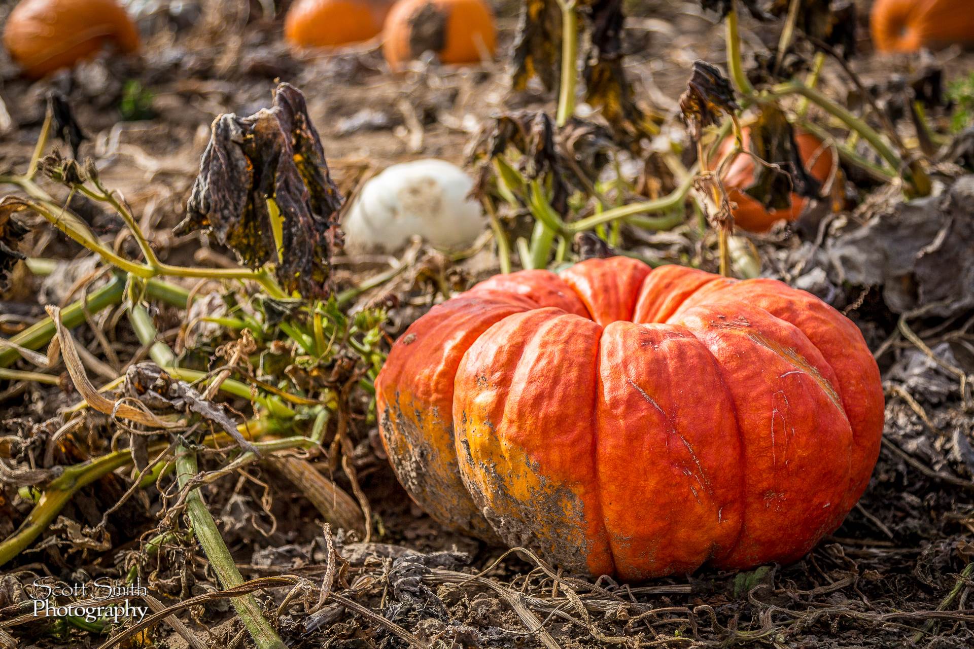 Pumpkins 4 - Anderson Farms, Erie Colorado. by Scott Smith Photos