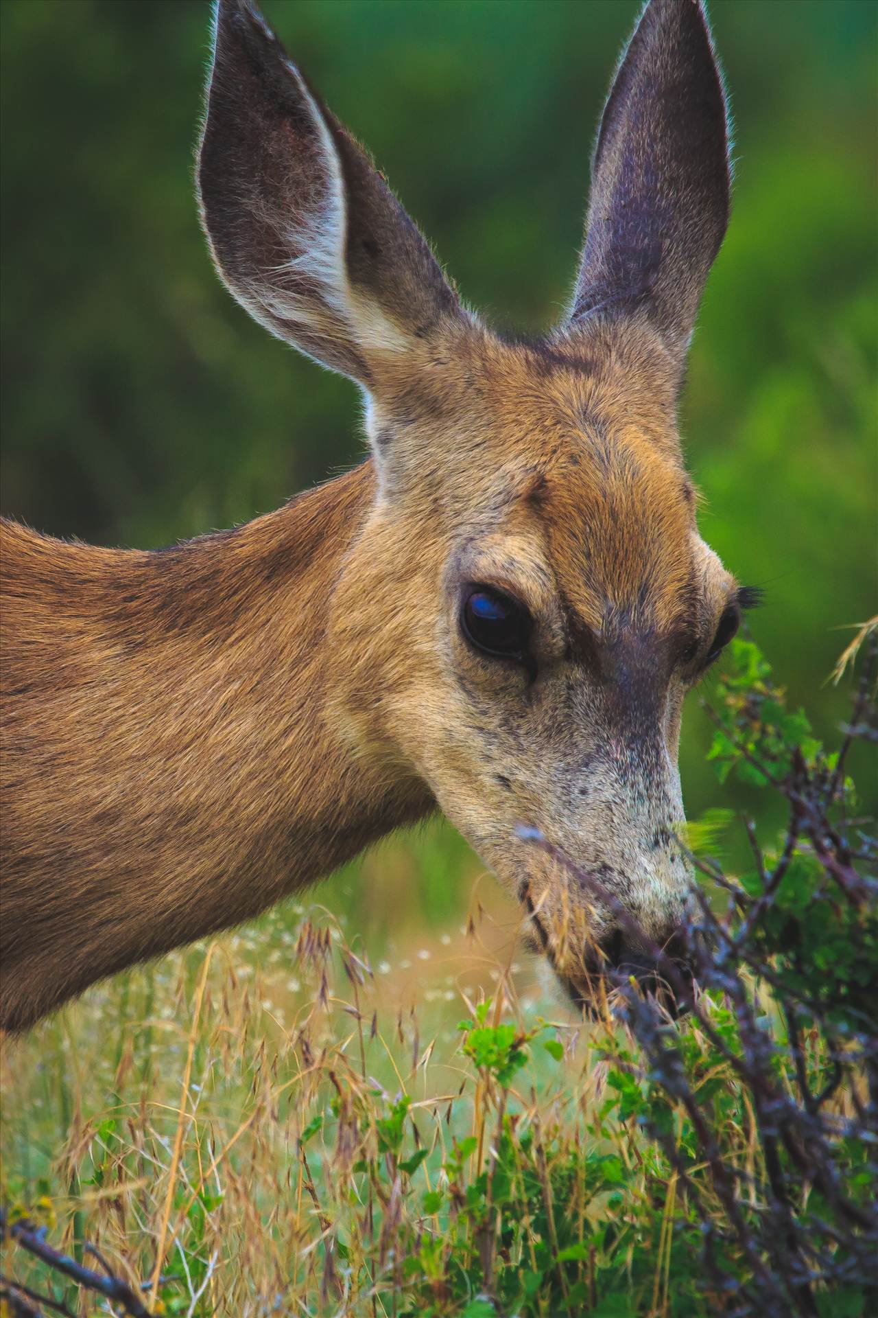 Doe at Sand Dunes - My kids and I watched this young deer from the car as she explored the campgrounds at the Great Sand Dunes National  Park, in Colorado. by Scott Smith Photos