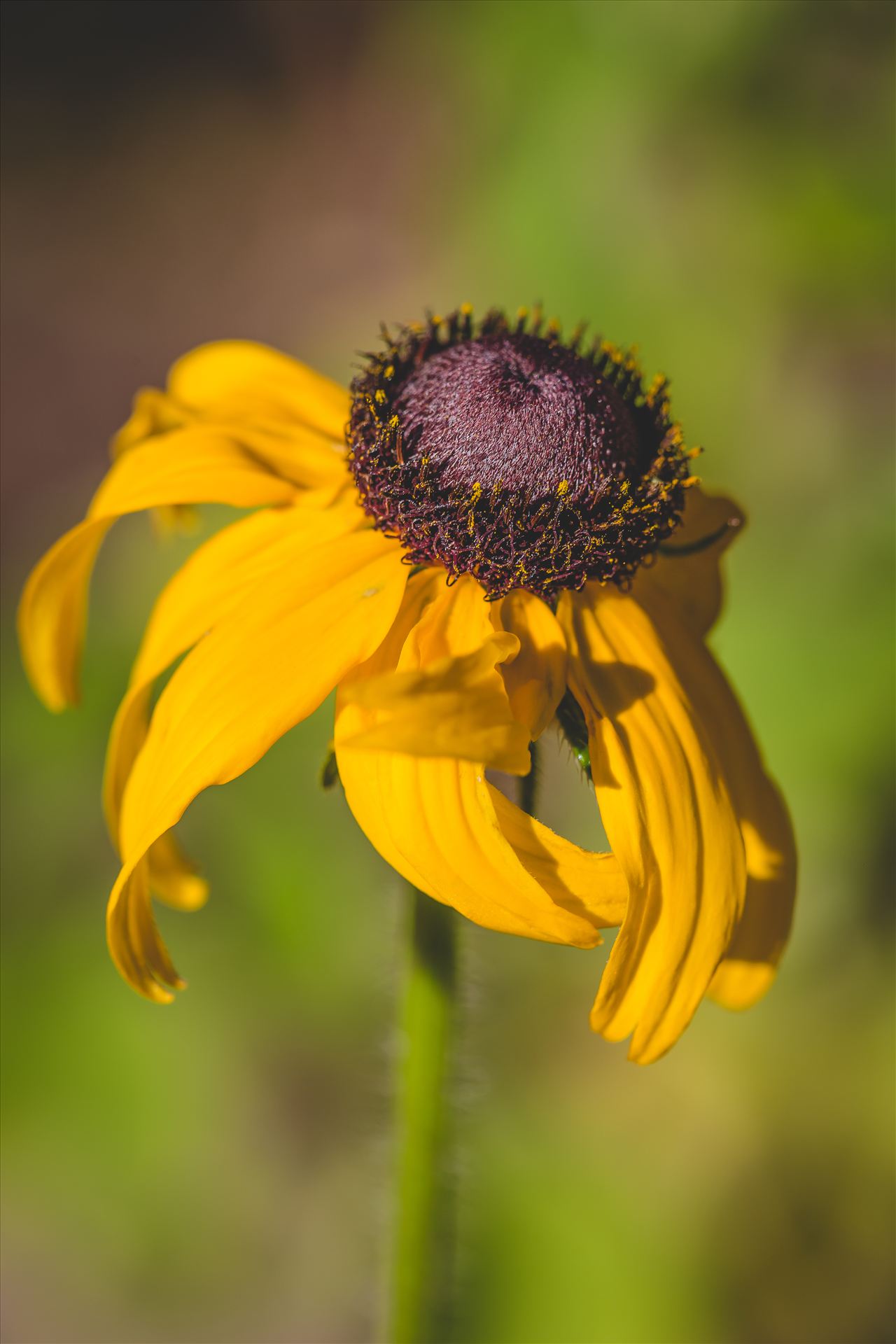 Clinging to Sunlight -  by Scott Smith Photos