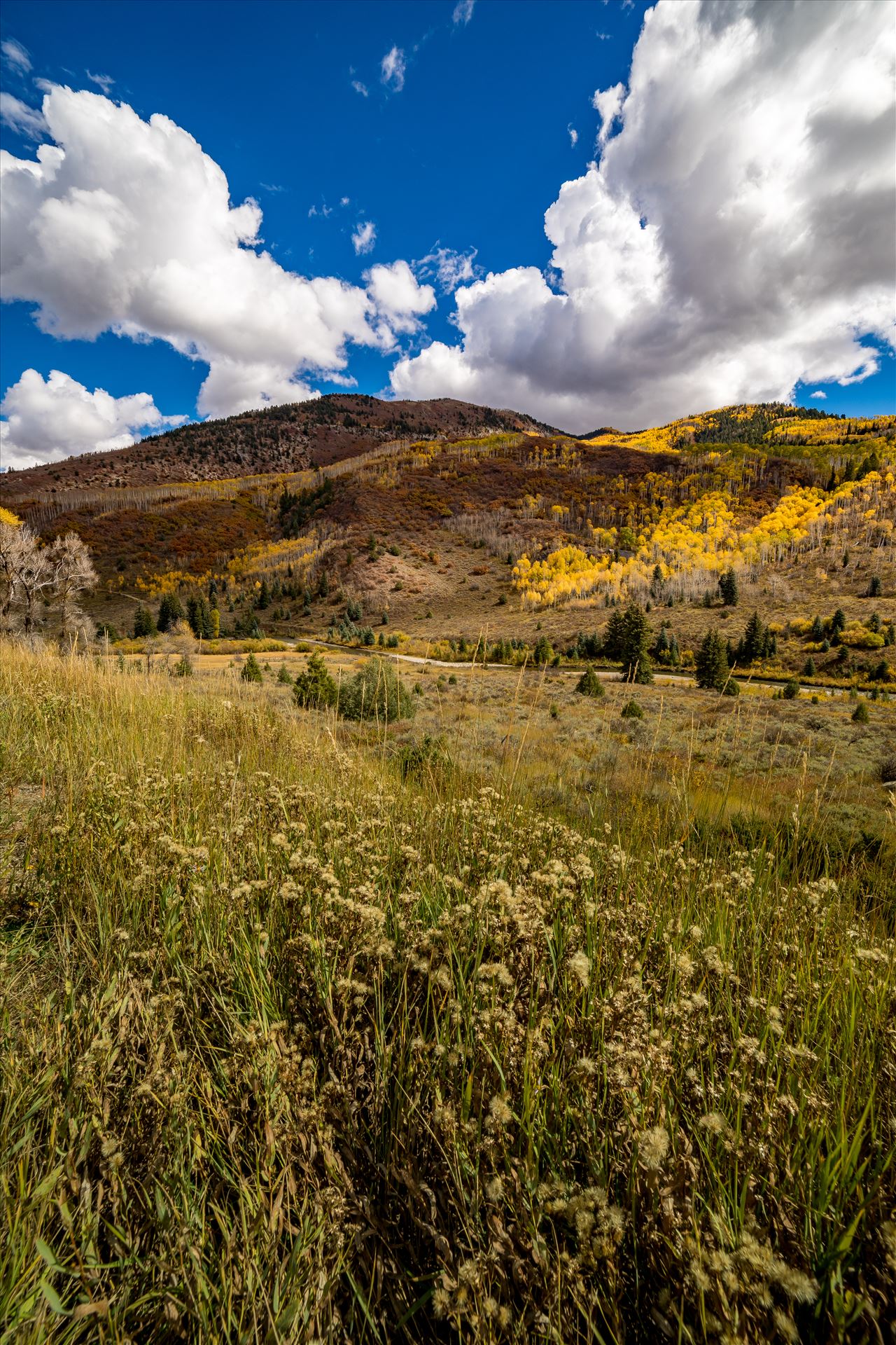 Fall in Aspen Snowmass Wilderness Area No 2 - Summer grasses give way to fall colors between Redstone and Marble, Colorado. by Scott Smith Photos