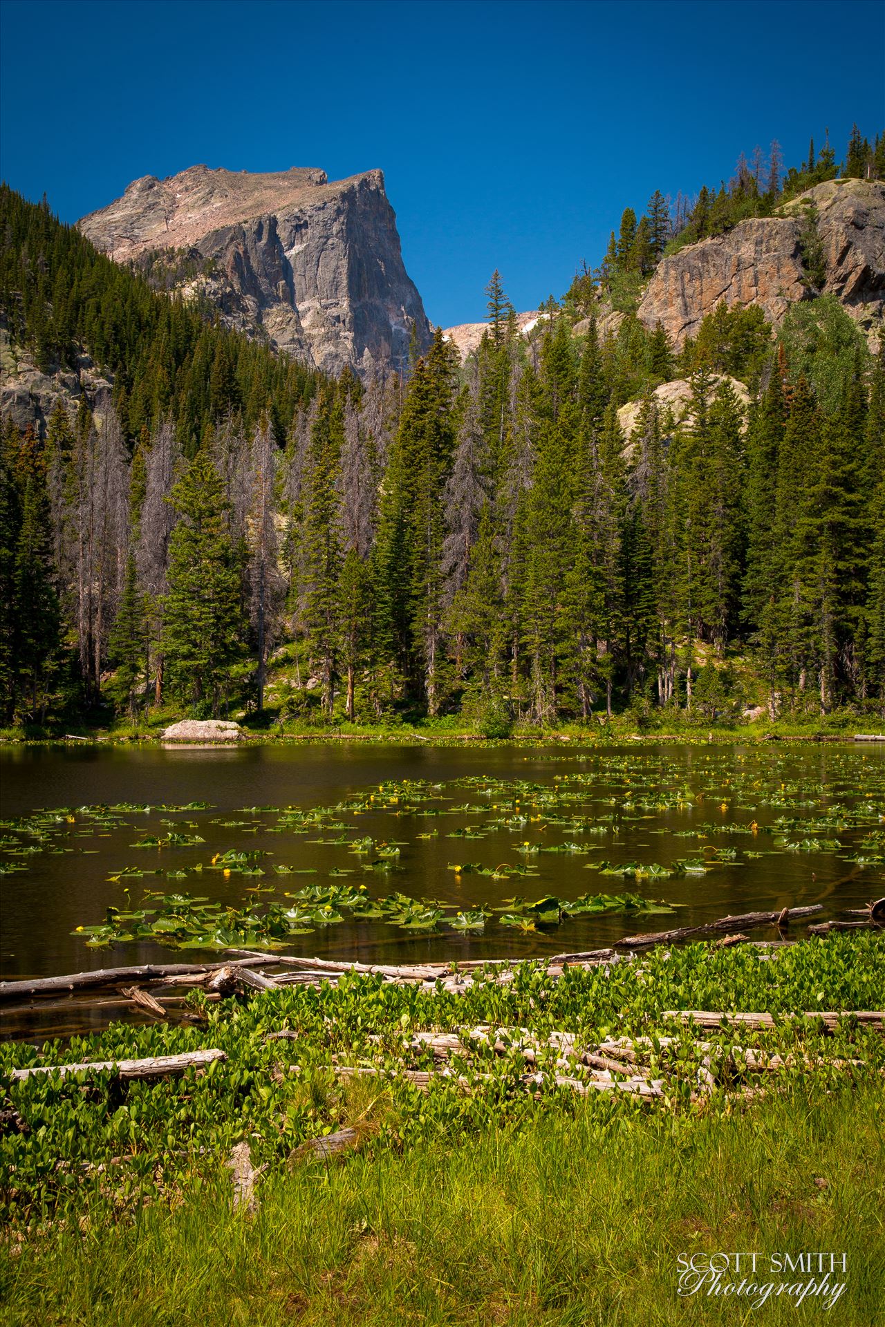 Hallett Peak from Nymph Lake -  by Scott Smith Photos