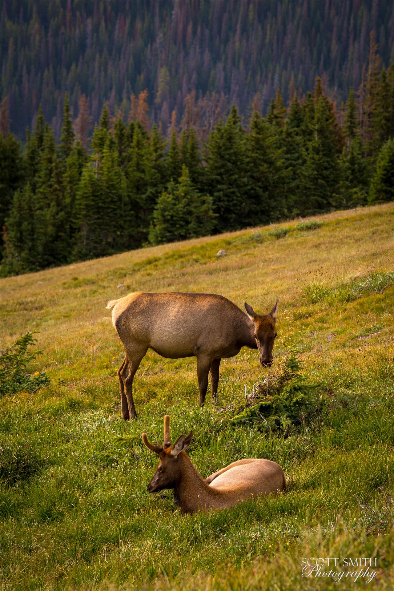 Elk at Sunset -  by Scott Smith Photos