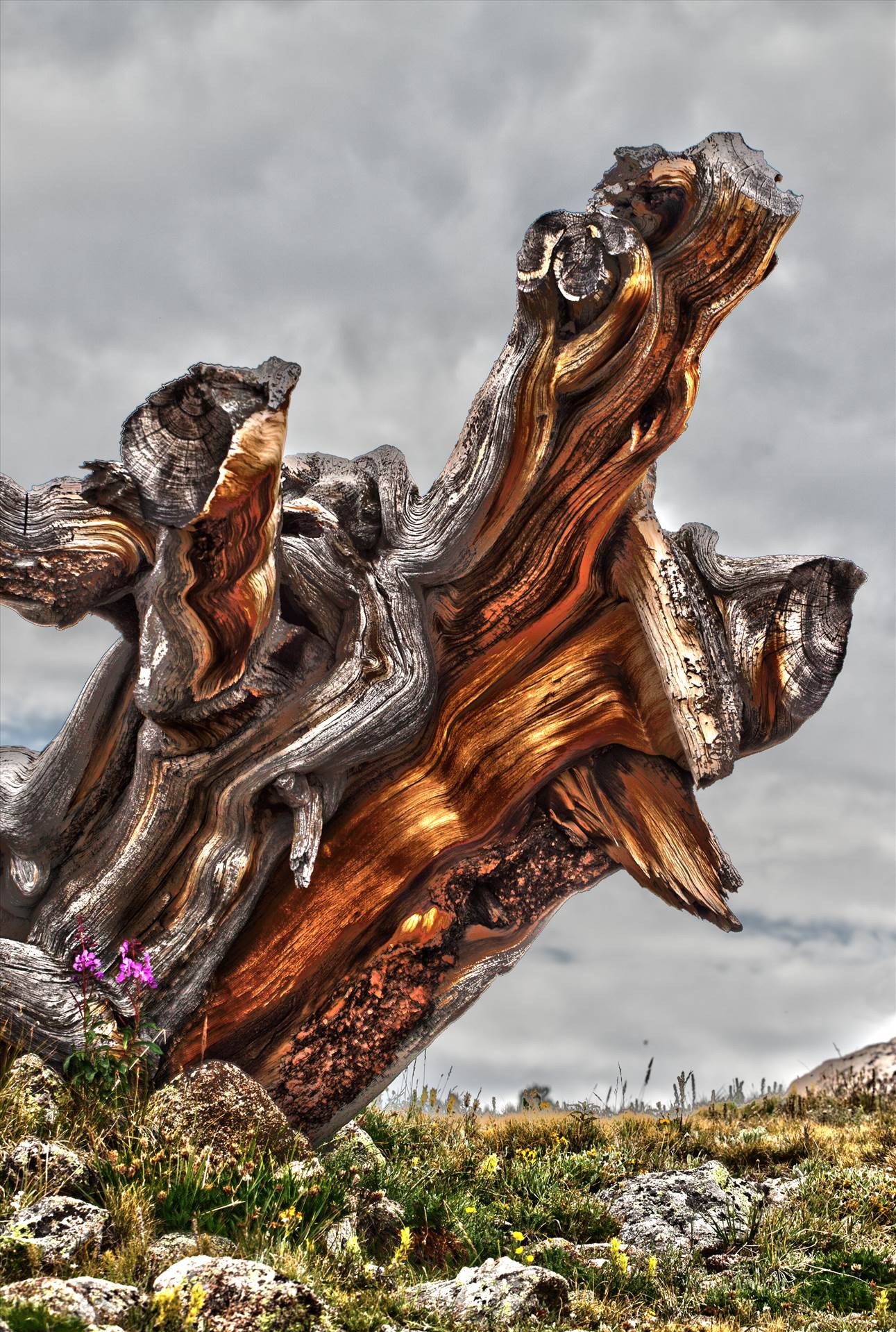 Ancient Tree - An ancient tree stump near Mt Evans, Colorado. by Scott Smith Photos