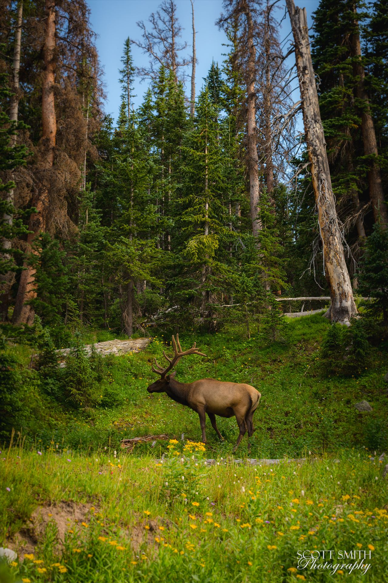 Elk in the Wild - A fairytale setting in Rocky Mountain National Park, just off Trail Ridge Road. A fully grown elk buck grazes on the lush growth. by Scott Smith Photos