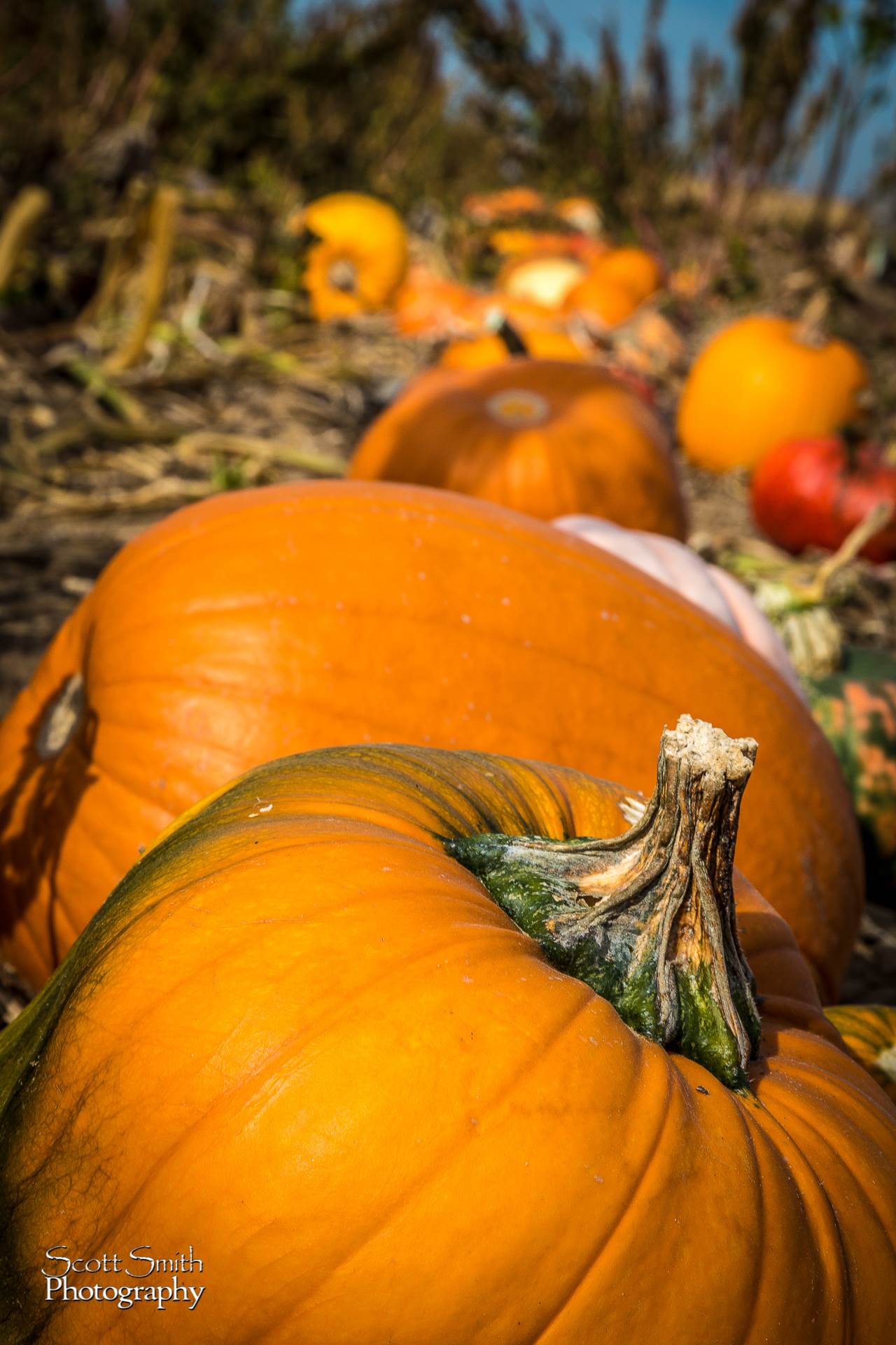 Pumpkins - Anderson Farms, Erie Colorado. by Scott Smith Photos