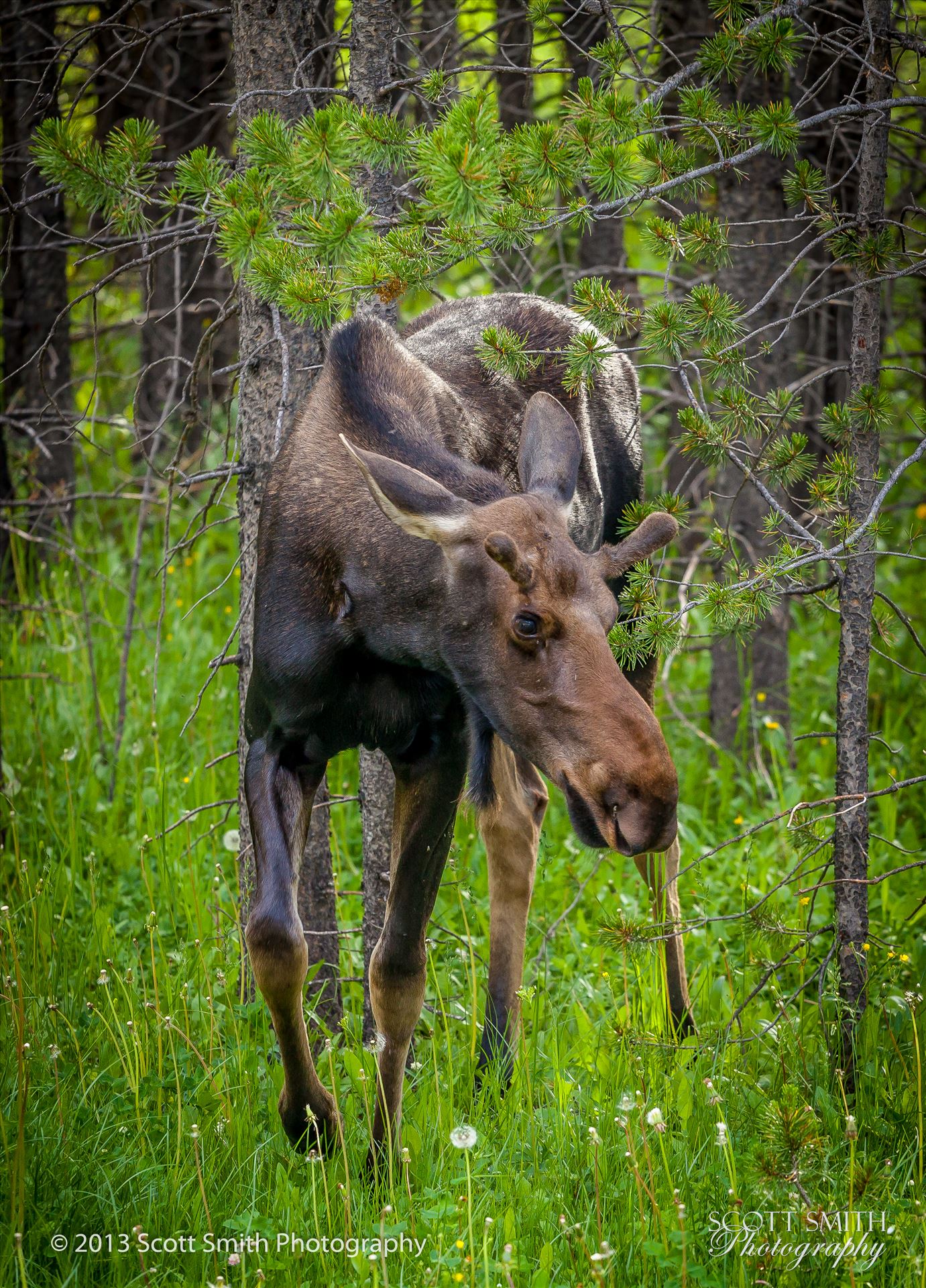 Rocky Mountain National Park 8 -  by Scott Smith Photos
