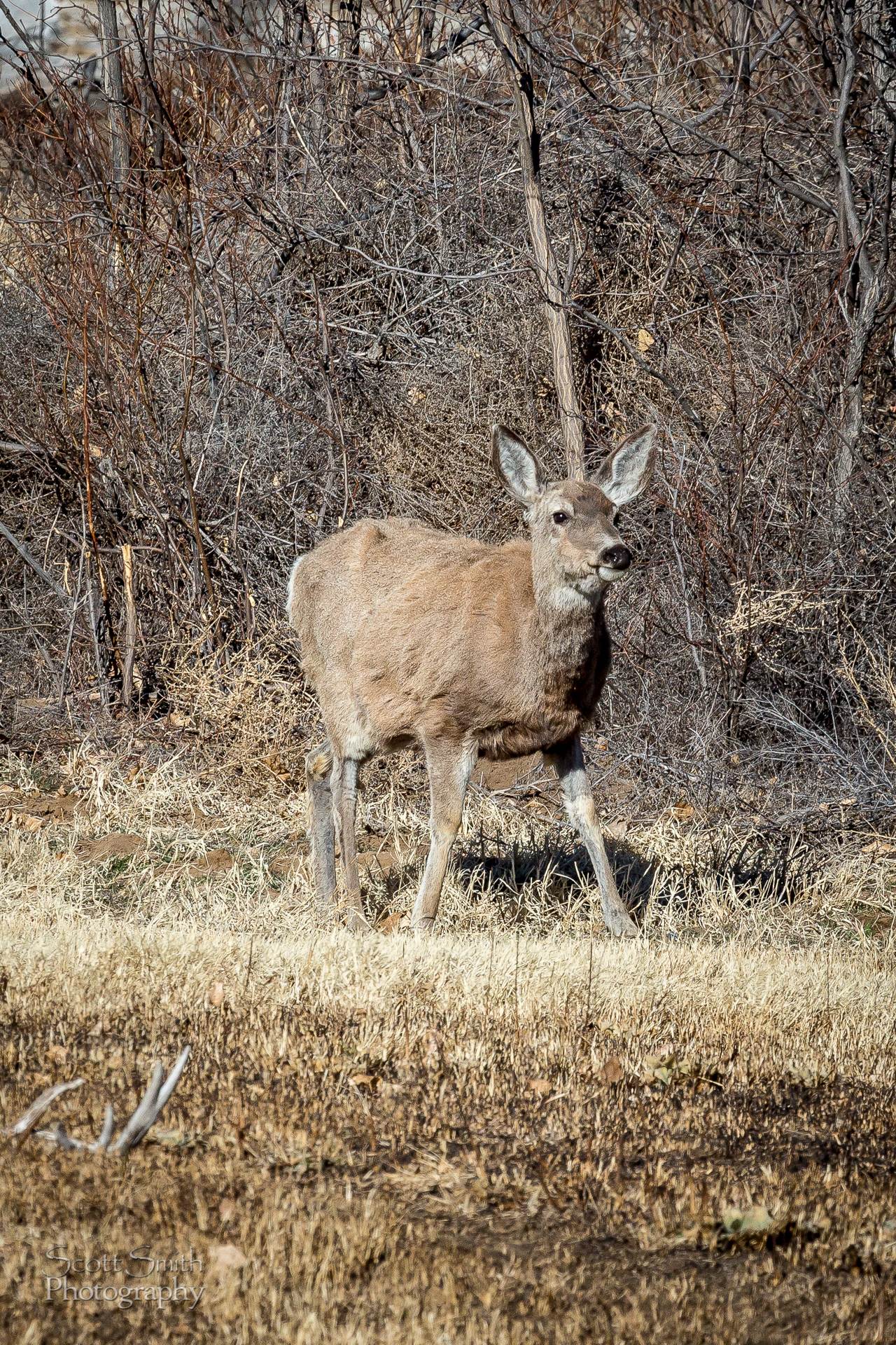 Young deer - A young deer at the Rocky Mountain Arsenal Wildlife Refuge. by Scott Smith Photos