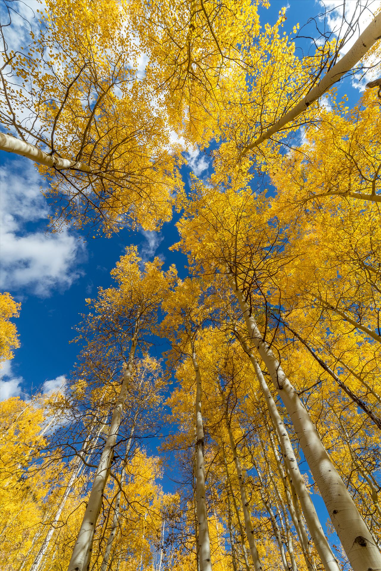 Aspens to the Sky No 1 - Aspens reaching skyward in Fall. Taken near Maroon Creek Drive near Aspen, Colorado. by Scott Smith Photos