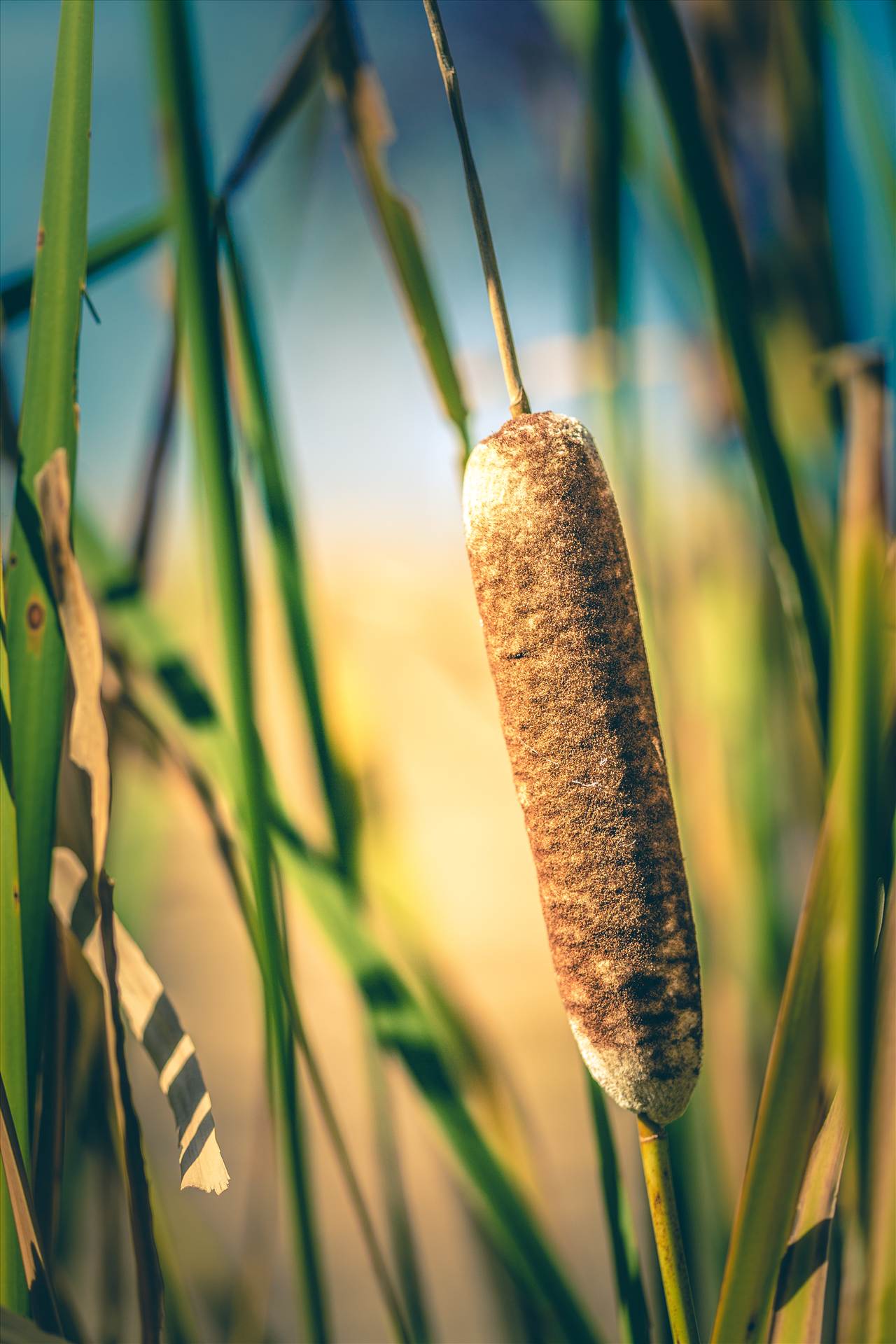 Fall Cattail and Grasses - Cattails growing in a wet area near Commerce City Colorado. by Scott Smith Photos