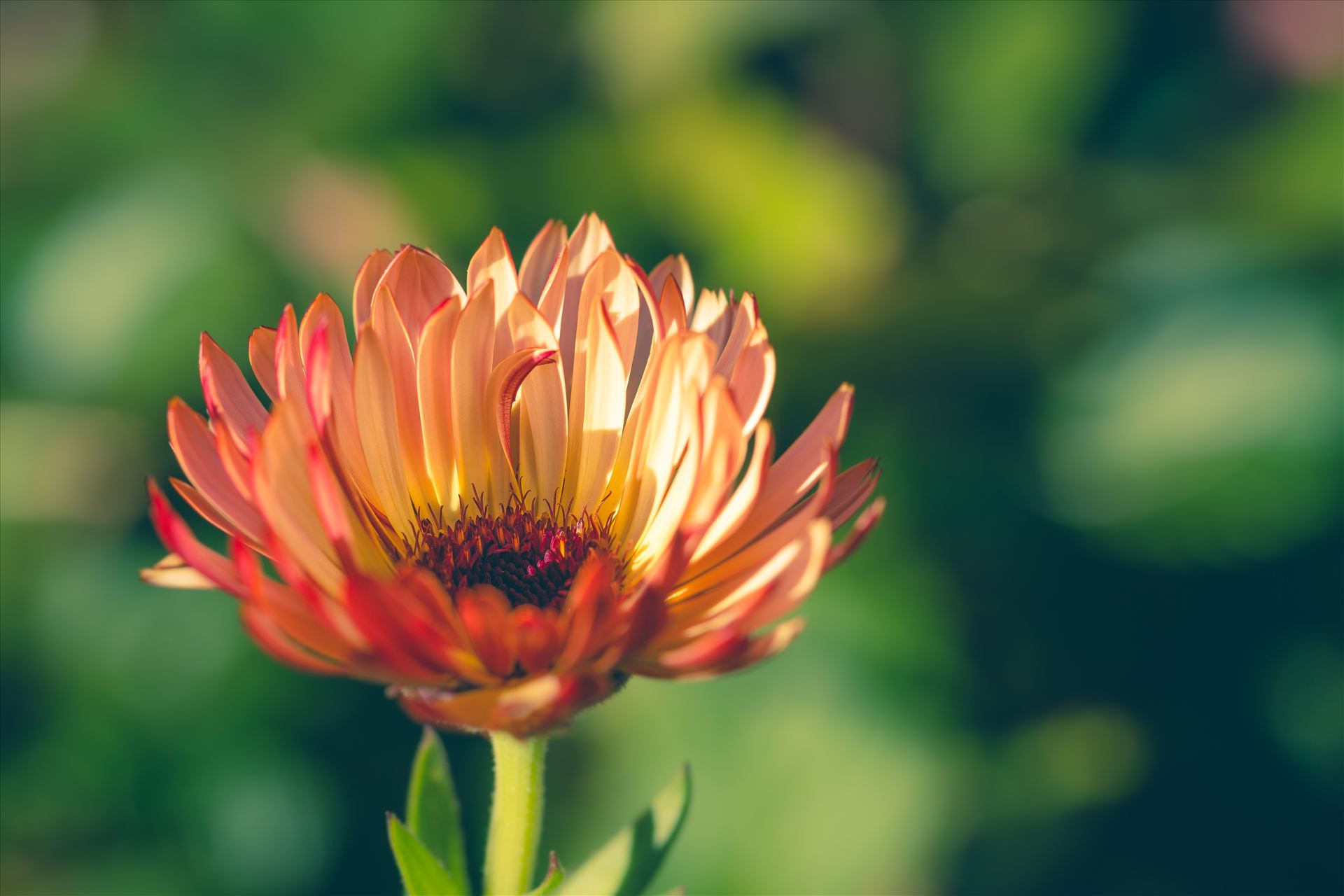 Fall Flower -  by Scott Smith Photos