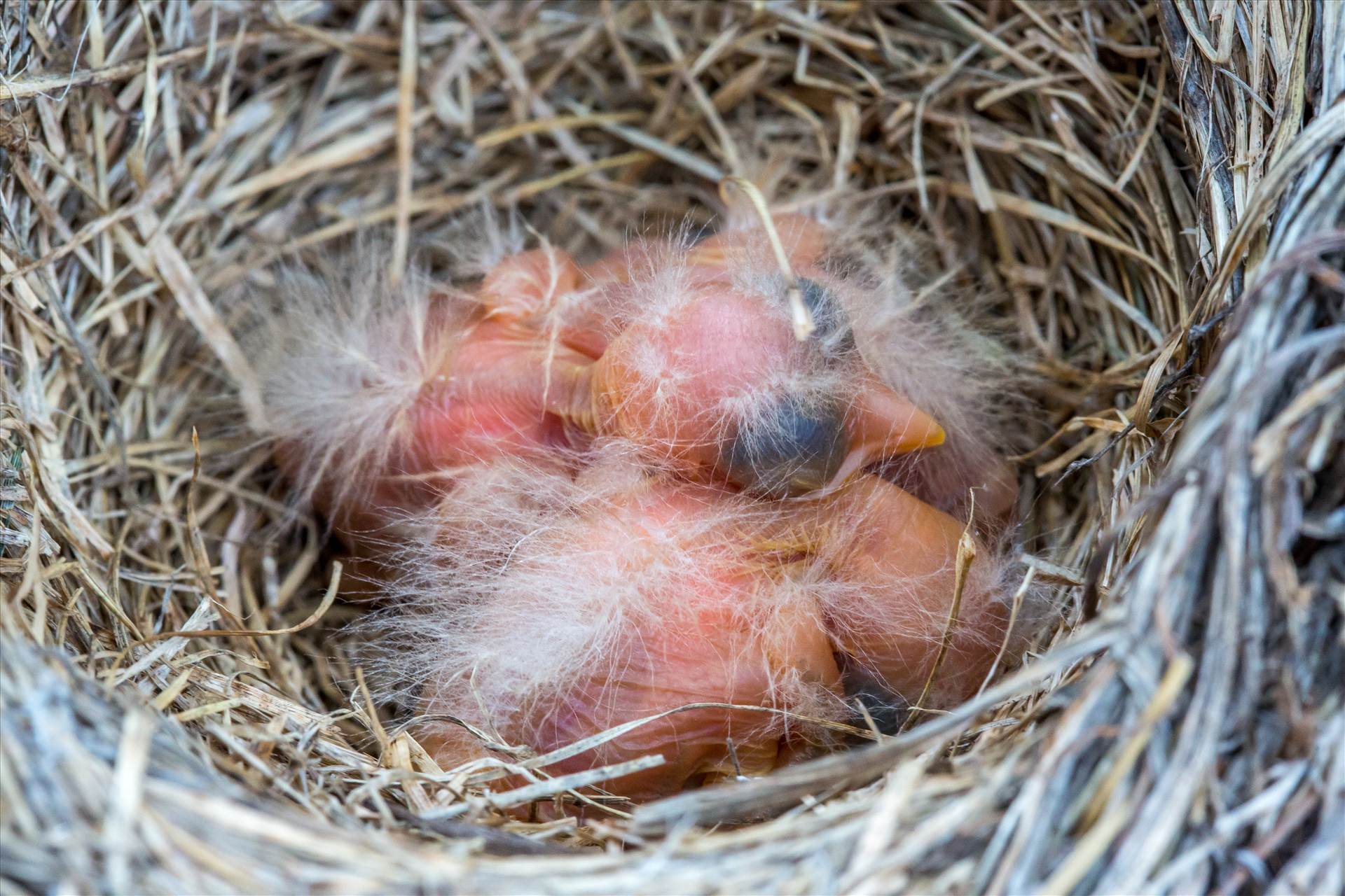 Babies in the Nest -  by Scott Smith Photos