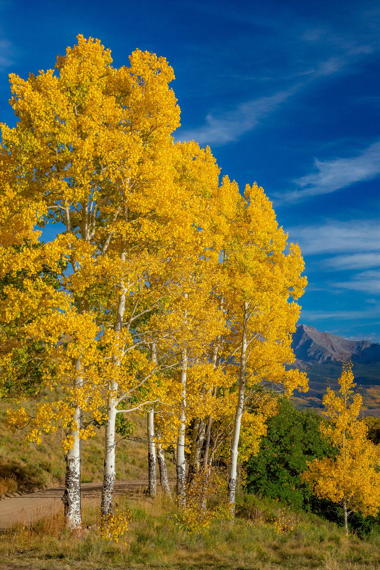 Silent Aspens - Aspens line a mountain pass on Last Dollar Road, Telluride. by Scott Smith Photos