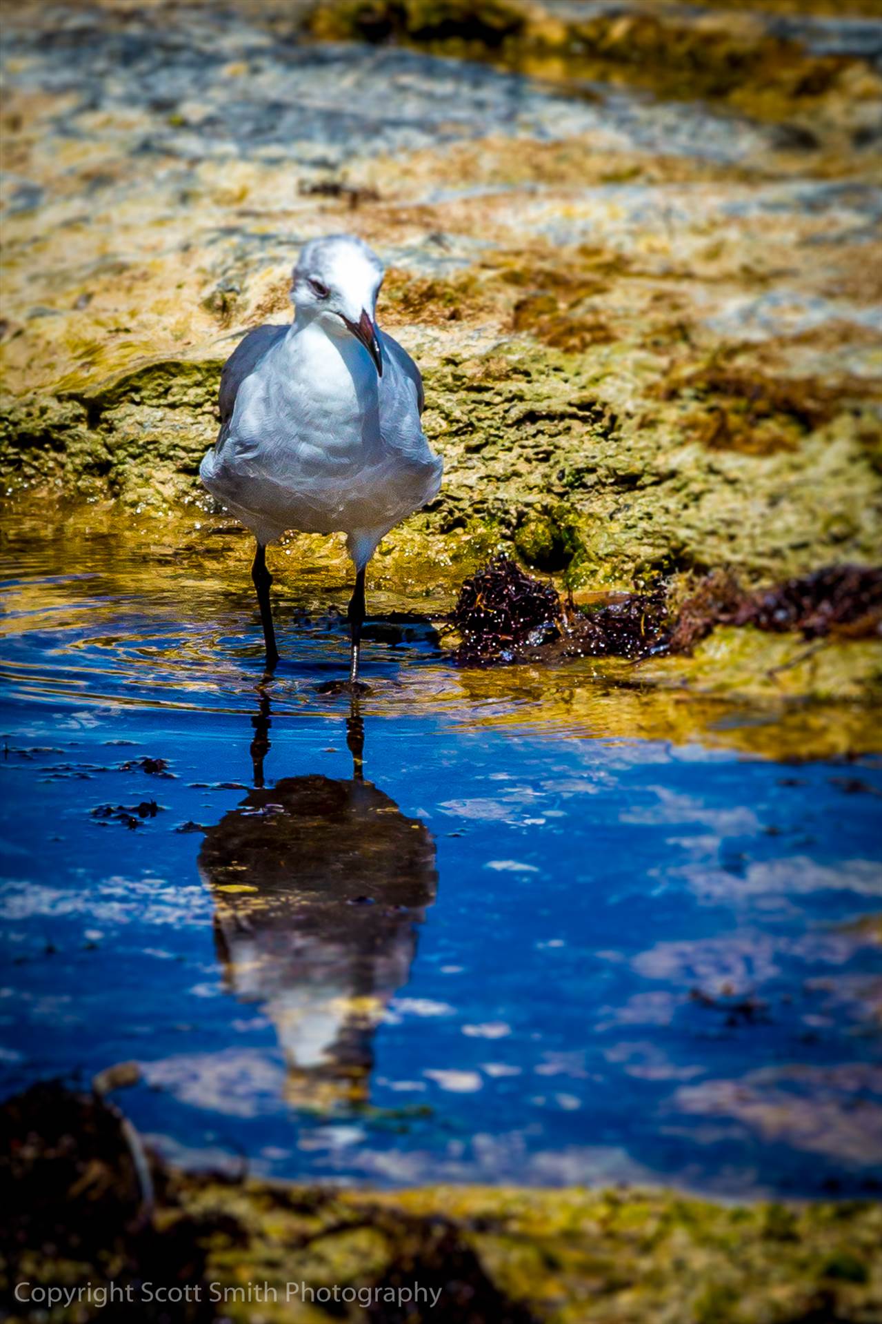 Beachcomber -  by Scott Smith Photos