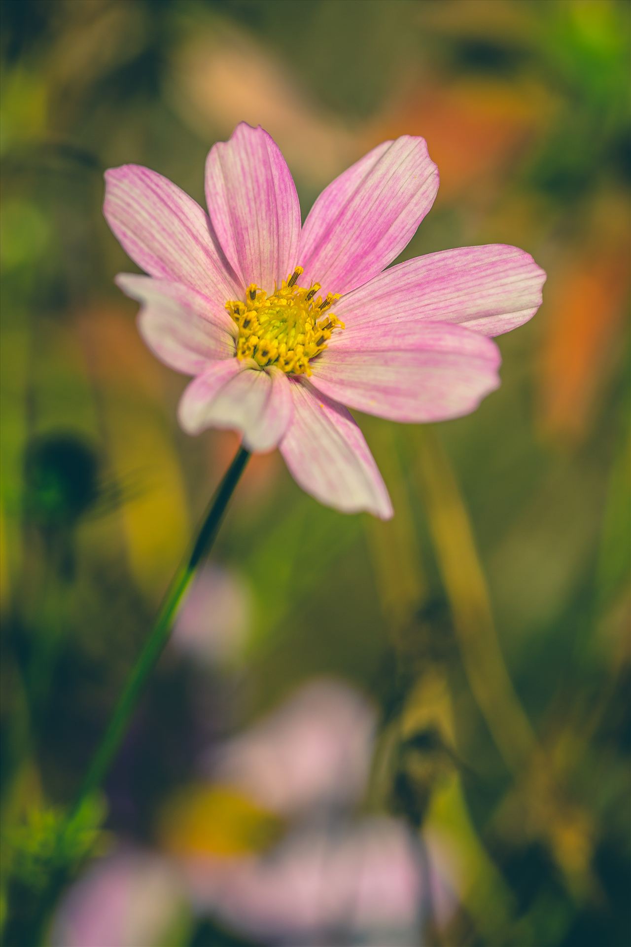 Last of the Fall Blossoms -  by Scott Smith Photos