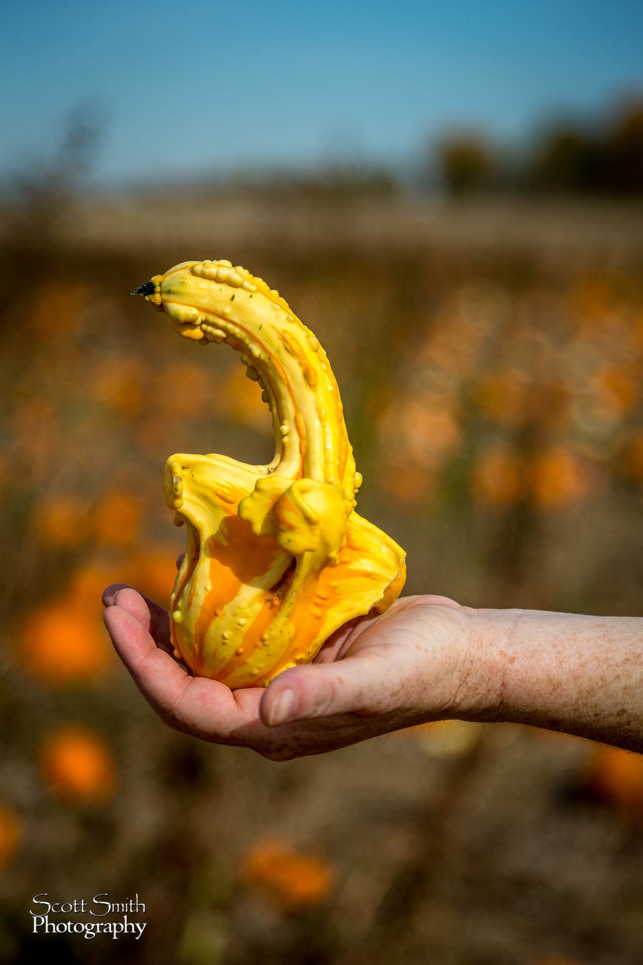 Gourd - Anderson Farms, Erie Colorado. by Scott Smith Photos