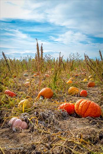 Anderson Farms, Erie Colorado.