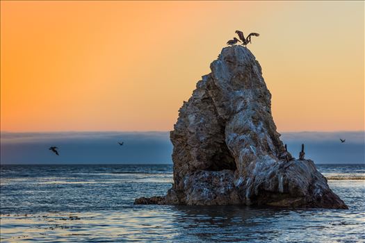 Pelicans roosting, taken from the edge of the beach Pismo Beach, California