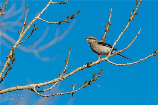 Lark Bunting at the Rocky Mountain Arsenal Wildlife Refuge.