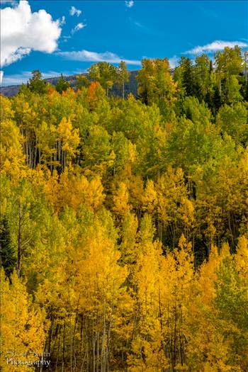 Fall colors in Colorado, just outside of Snowmass Village