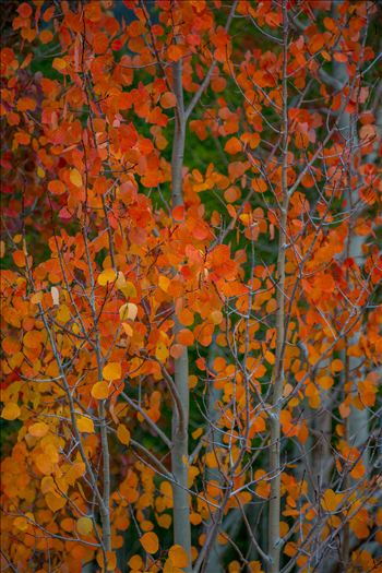 Red aspen leaves from Last Dollar Road, outside of Telluride, Colorado in the fall.