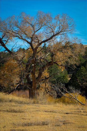 Late season fall colors near Guffy, Colorado.