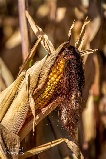 Anderson Farms, Erie Colorado.