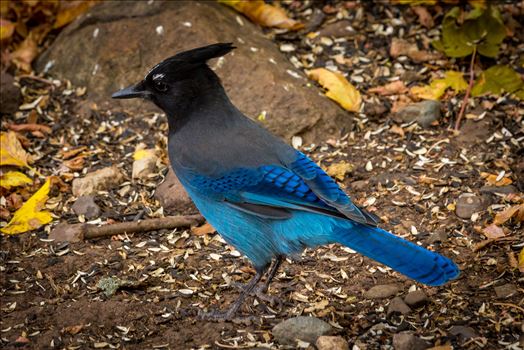 A Steller's Jay, spotted in Ouray, Colorado.