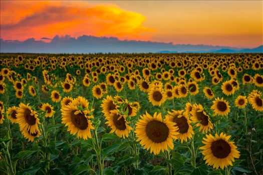 Sunflower fields near Denver International Airport, on August 20th, 2016. Near 56th and E470.