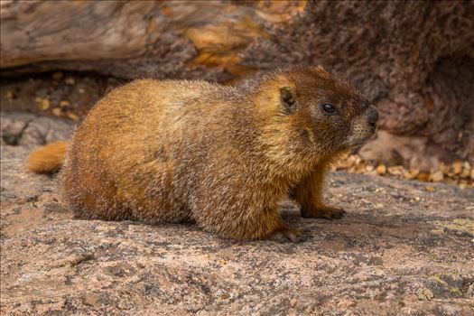 A yellow-bellied marmot enjoys a summer day at Emerald Lake, on the Bear Lake Trail in the Rocky Mountain National Park.