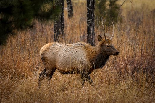 A heard of Elk near the entrance to Rocky Mountain National Park, Estes Park, Colorado.