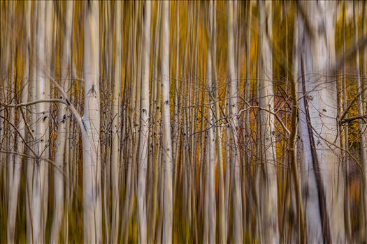 Experimental edit of fall aspens.