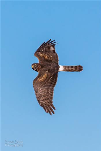 Marsh hawk at the Rocky Mountain Arsenal Wildlife Refuge.