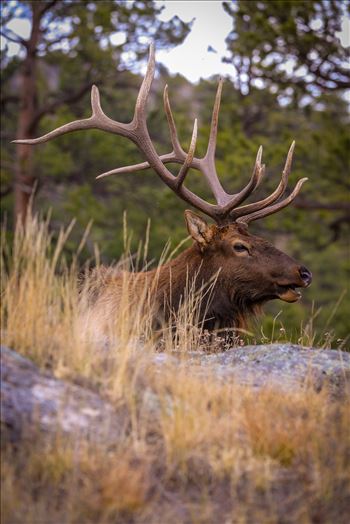 A heard of Elk near the entrance to Rocky Mountain National Park, Estes Park, Colorado.