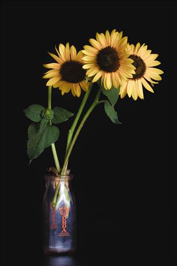 Fresh sunflowers, from Denver, Colorado.