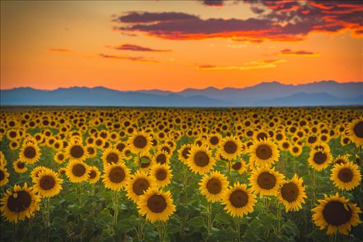 Sunflower fields near Denver International Airport, on August 20th, 2016.Near 56th and E470.