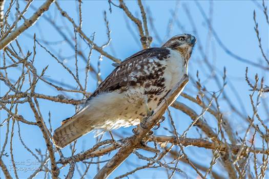 A Swainson's Hawk enjoying the view at the Rocky Mountain Arsenal Wildlife Refuge.