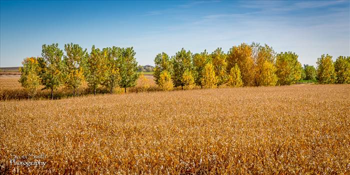 Anderson Farms, Erie Colorado.