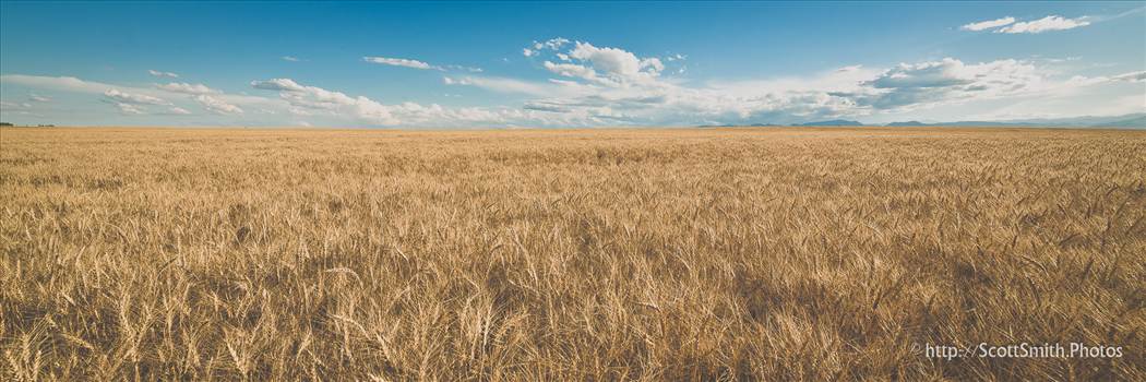 A wheat field off of highway 52 near Longmont, Colorado in early summer.