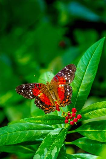 A colorful butterfly sits for a moment at the Butterfly Pavillion in Westminster, Colorado.