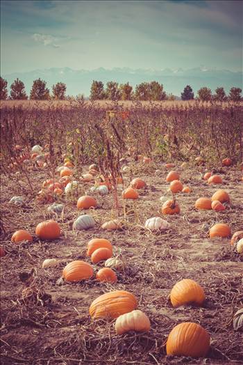 Anderson Farm's pumpkin patch.