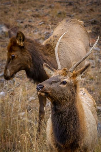 A heard of Elk near the entrance to Rocky Mountain National Park, Estes Park, Colorado.