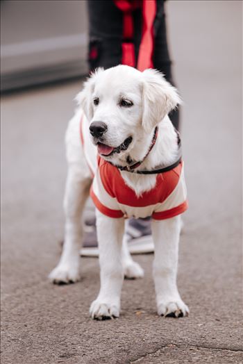 Mardi Paws Parade, 2021 - Grover Beach Stone Soup Festival's Mardi Paws parade, 2021.