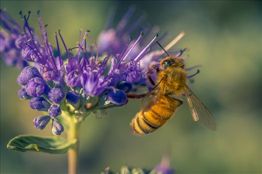 A close-up of a honey collecting pollen in late fall.