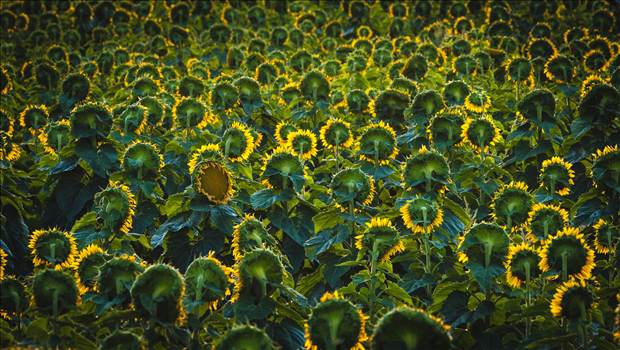 Sunflowers watching the sun rise, near Denver International Airport. One of them seems to be looking back...