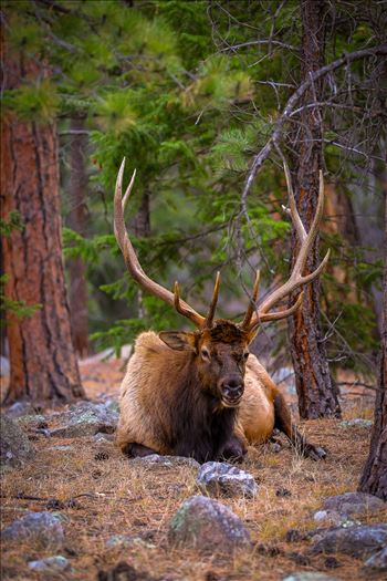 A heard of Elk near the entrance to Rocky Mountain National Park, Estes Park, Colorado.