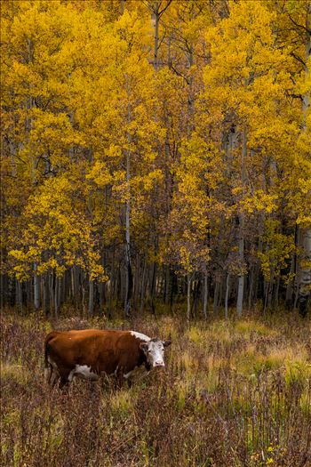 Fall Grazing - 