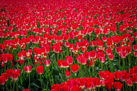 From the Skagit County Tulip Festival in Washington state.