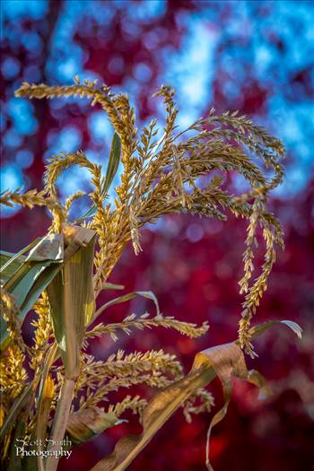 Tall grasses drying in the sun.