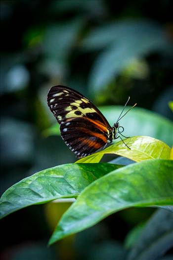 butterfly, butterfly pavilion, colorado