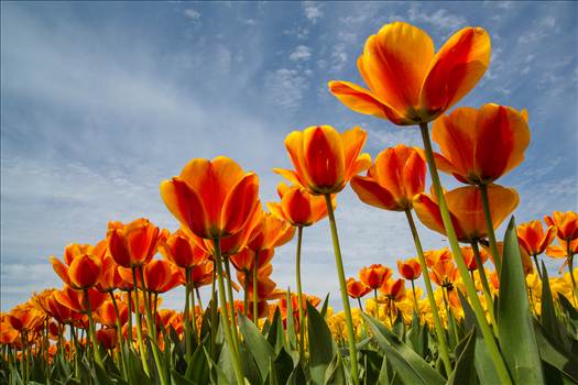 From the Skagit County Tulip Festival in Washington state.